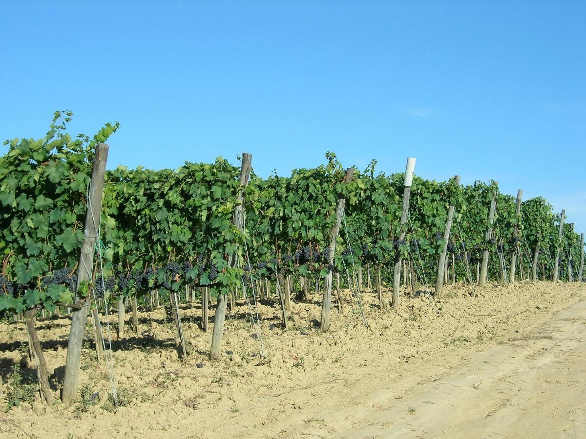 Agriturismo Poggiarellino - Montalcino Zewnętrze zdjęcie