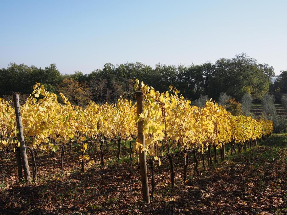 Agriturismo Poggiarellino - Montalcino Zewnętrze zdjęcie